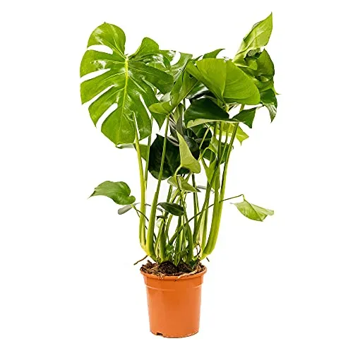 Bonplants Monstera Deliciosa, Pianta del Pane Americana, Vaso 21, h 90 cm