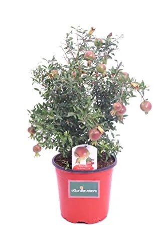 Pianta di Punica Granatum nanum Pianta di Melograno Nano da vaso Pianta da esterno pianta di Melograno Nano ornamentale pianta nana pianta vera venduta da eGarden.store