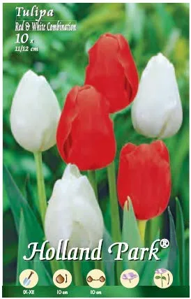 Holland Park bulbi da fiore di molte varietà e colori in sacchetto blister con foto (MIX TULIPANI BIANCO E ROSSO 10 bulbi)