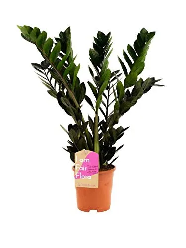 Pianta d'appartamento – Zamioculcas – Altezza: 75 cm