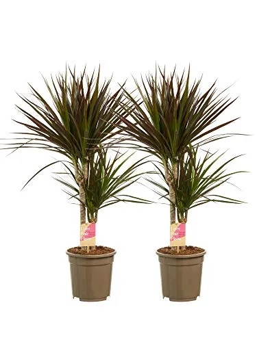 Piante da interno da Botanicly – 2 × Albero del drago – Altezza: 80 cm, 2 germogli – Dracaena Marginata Magenta