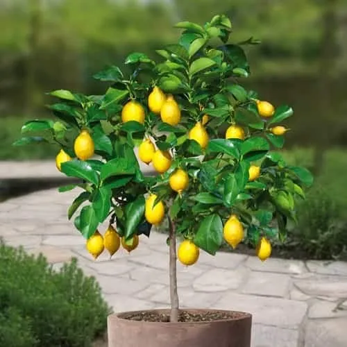 TOMASA Seedhouse- Mini Limone Semi Limoni Biologici Hardy Perenne Bonsai Limone Semi di Frutta Commestibili Piante da Interno Limone di frutta per Balcone, Giardino