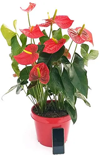 POWERS TO FLOWERS - ANTHURIUM ROSSO XXXXL, VASO 27, pianta vera