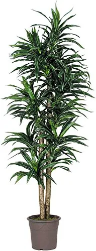 Dracena Variegata - Albero Artificiale da Arredo Interno con Tronchi Veri - Alto 150 cm