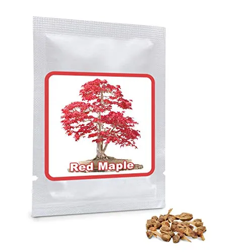 20 Semi Acero rosso giapponese - semi di foglie d'acero - (Acer palmatum atropurpureum) - Coltivabile come un albero o bonsai