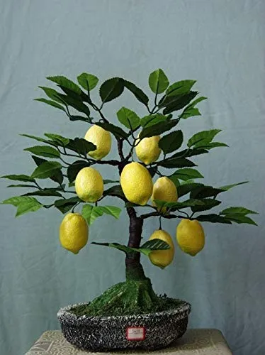 HONIC 30PCS Limone in Vaso Bonsai commestibili Frutta Bonsai Nano Lemon Tree Indoor Plant per Le Piante di Giardino domestiche: 3