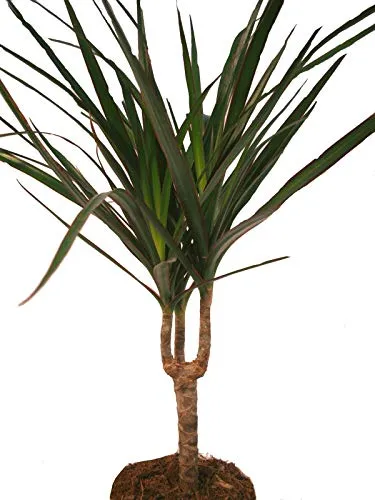 Albero del Drago - Dracaena marginata - 1 Pianta - Pianta - Facile da pulire - Palma