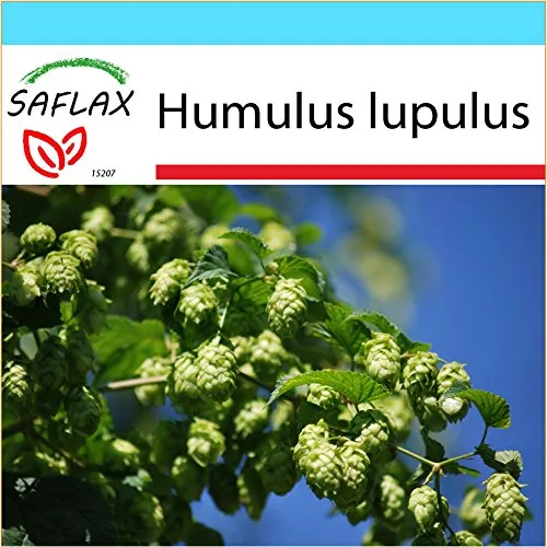 SAFLAX - Confezione regalo - Luppolo - 50 semi - Humulus lupulus