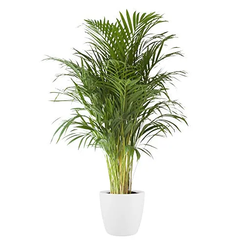 Pianta d'appartamento da Botanicly – Palma Areca in vaso bianco come set – Altezza: 110 cm – Areca dypsis lutescens