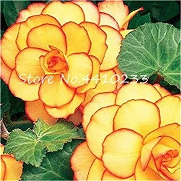 100 Pz Colorful Begonia Bonsai, Colore Misto Rieger Begonie Fiore Seedsplant Vaso Family Garden Balcone Decorazione per Jardi: 15
