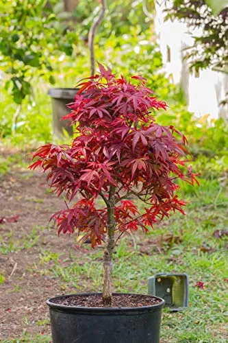 Acero rosso giapponese"Acer palmatum Shaina" pianta in vaso ø20 cm