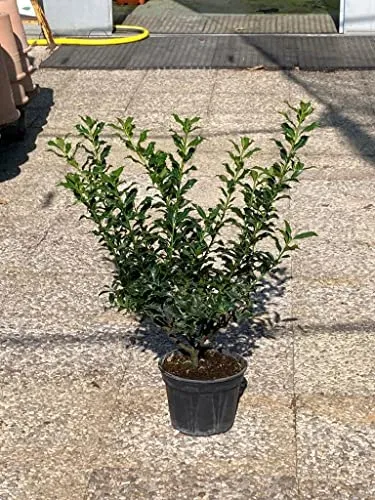 Agrifoglio "Ilex aquifolium" pungitopo pianta in vaso ø18 cm FOTO REALI