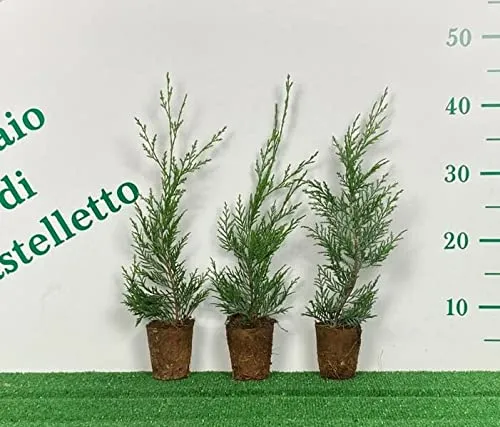 Cipresso di Leyland "Cupressocyparis leylandii" pianta in vaso biodegradabile ø8 cm Vivaio di Castelletto