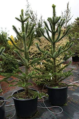 Araucaria araucana bellissima pianta in vaso 5 litri 40/50 cm"Pino del Cile"