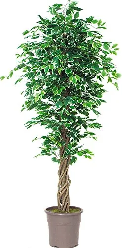 Ficus Elegance Benjamin Variegato - Albero Artificiale Da Arredo Interno Con Tronco Vero Liana - Alto 170 cm