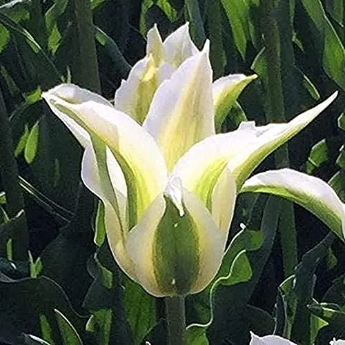 5Pcs Tulipani bulbi Rare Varietà Bianco Ondulato Petali Indispensabile Fiore Decorativo in Giardino Fresco Profumo di Godere di Paesaggio Pastorale