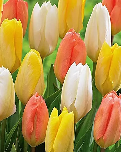 Bulbi da Fiore (15 X Assortimento di Tulipani MIX BRUSSEL)