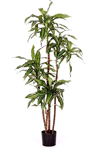 Dracena Fragrans Variegata - Albero Artificiale da Arredo Interno con Tronchi Veri - Alto 150cm