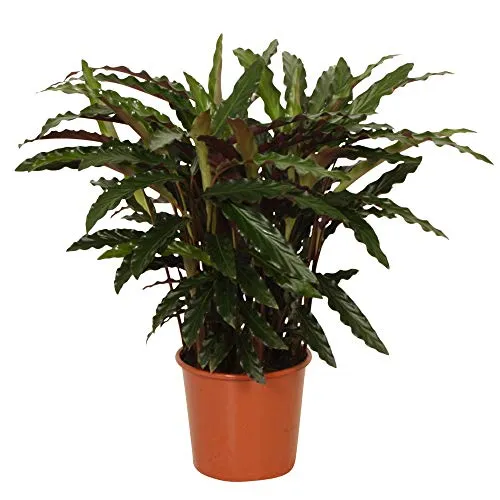 Calathea rufibarba Elger Grass | Pianta da appartamento tropicale e purificante | Altezza 60-70 cm | Vaso Ø 17cm