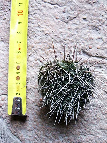 Opuntia polyacantha var. cheyenne (n.1 pala) 4-6 cm, cactus, pianta grassa winter hard, resistente fino a -20°C