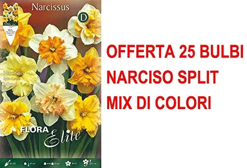 OFFERTA 25 BULBI NARCISO SPLIT CORONA MIX DI COLORI BULBS BULBES