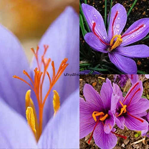 ASTONISH I semi della confezione: 100Pcs: Semi di giardino domestiche di zafferano Bulbi Crocus Sativus semi di fiore Lkr8