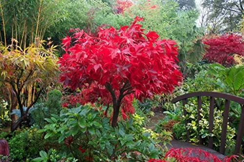 Acero Rosso Giapponese"Acer Palmatum Osakazuki" in vaso 10 l