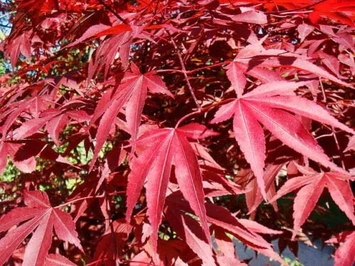 Acero Rosso Giapponese"Acer palmatum atropurpureum" vaso ø13 cm