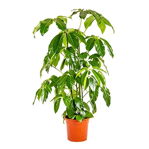 Bonplants Schefflera Amate Albero delle Dita Finger Tree, Purificatrice ed Elegante, Vaso 21 cm Altezza 100 cm