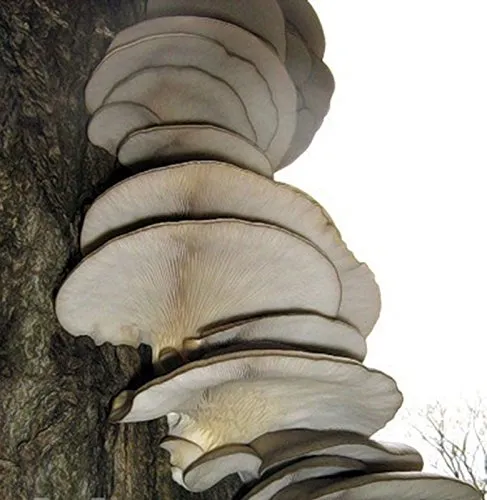 Semi grigio ostrica funghi (Pleurotus ostreatus) micelio spore Spawn essiccatoVendiamo