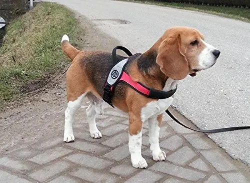 PETTORINA TRE PONTI DORSALE BORDO RIFRANGENTE ROSSO PER CANE DI TAGLIA GRANDE TGL. L