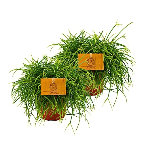 BAKKER 2 Rhipsalis cashero | Cactaceae | Succulenta | pianta da appartamento easy care | Altezza 20-25 cm | Dimensione del vaso Ø 12 cm