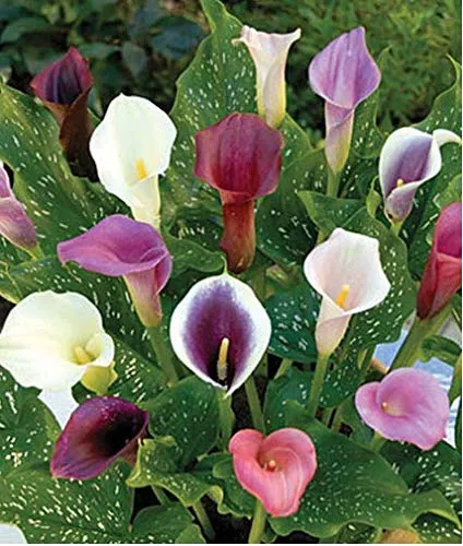 Beautytalk Giardino-Semi di calla rarità semi di fiori semi perenni piante da interno perenni fiori recisi semi di fiori api per balcone, giardino