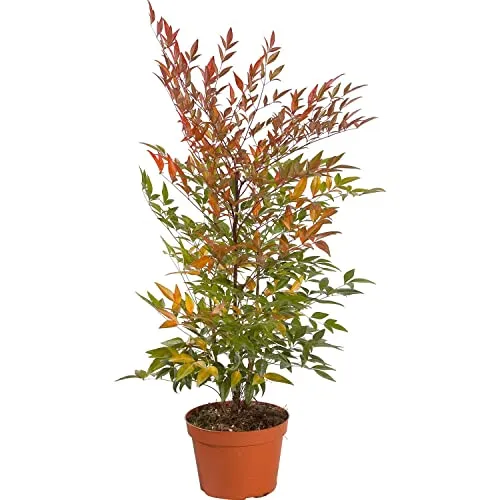 Nandina domestica "Bambù Sacro" pianta a cespuglio in vaso ø19 cm Vivaio di Castelletto