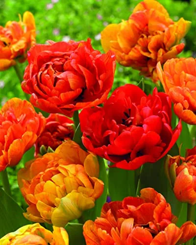 Plant & Bloom – Bulbi da fiore, tulipani Camaleonte a doppio fiore dall’Olanda - 25 bulbi, piantagione autunnale, facile da coltivare, fioritura primaverile - Arancioni - Qualità superiore olandese