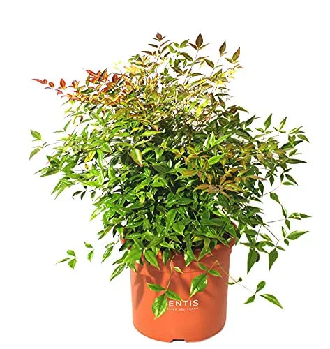 KENTIS - Nandina Domestica Bambù Sacro - Piante da Esterno Vere Sempreverdi - H 80-100 cm Vaso Ø 24cm