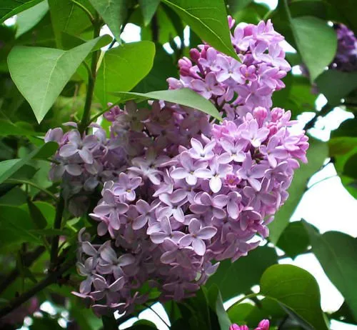 Francese Lillà, Syringa vulgaris, arbusto semi, (Fast, fragrante, Hardy)