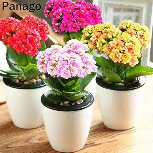 SANHOC 100pcs / Bag Kalanchoe pianta (Kalanchoe Blossfeldiana Poelln.) Piante Fiori Longevità Inverno Pot Kalanchoe Bonsai in Vaso