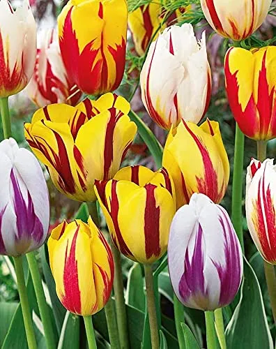 Bulbi da Fiore (15 X Tulipani REMBRANDT in MISCUGLIO)