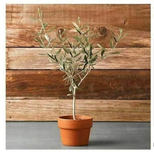 Ulivo"Olea europea Cipressino" pianta in vaso ø9 cm mensa olio