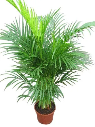Pianta da interno – Pianta per casa o ufficio – Chrysalidocarpus lutescens – Palma Areca – Palmisto moltiplicante, altezza 1,1 m