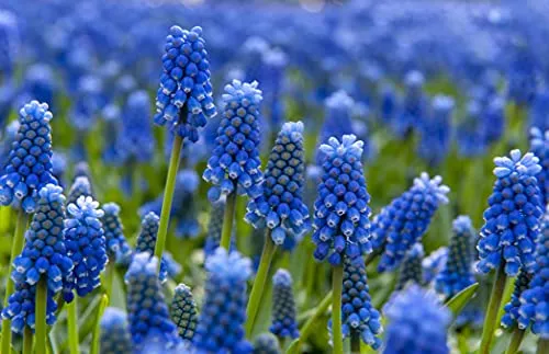 Bulbi da Fiore (10 X Muscari armeniacum)