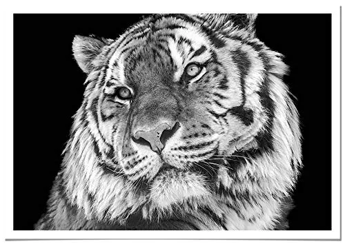 Panorama Poster Stampe Tigre 50x35cm - Stampato su Carta 250 gr Alta qualità con Passepartout - Quadri Moderni Soggiorno - Stampe da Parete Moderne per Incorniciare - Decorazione Parete