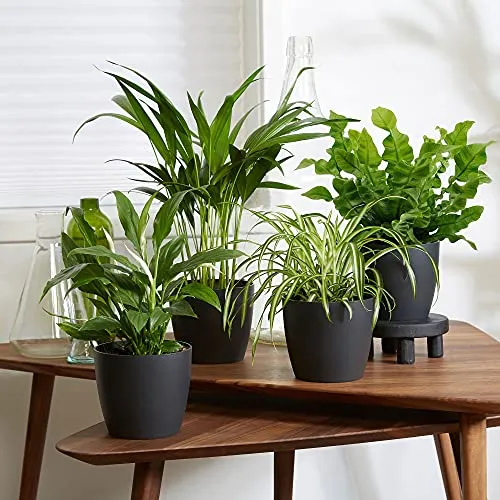 BAKKER Set di 4 piante depurative con vasi grigi Elho | Areca, Chlorophytum, Asplenium, Spathiphyllum | Piante tropicali da interno | Altezza 25-30 cm | Vasi Ø 12,5 cm