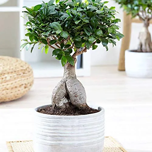 1 PIANTA DI BONSAI FICUS MICROCARPA VASO 11CM DA INTERNO