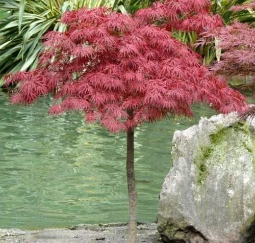 Acero rosso giapponese "Acer palmatum dissectum Garnet" pianta in vaso ø18 cm