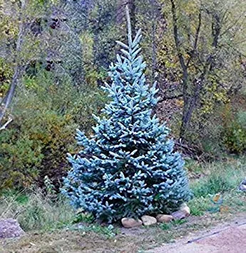 50seeds / bag I veri Colorado Blue Spruce Albero semi-Picea pungens -Bonsai piante in vaso blu albero semi ornamentali albero di Natale