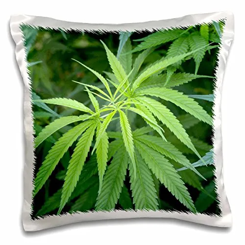 Danita Delimont - Plants - Close-up view of marijuana plant, Malkerns, Swaziland. - 16x16 inch Pillow Case (pc_206907_1)