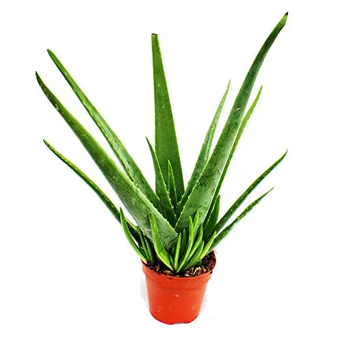 Aloe Vera, circa 4 – 5 anni, vaso 15 cm