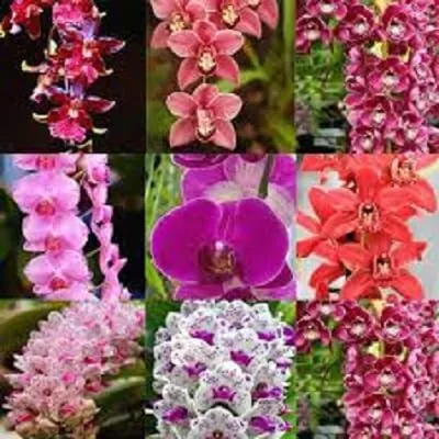 Una borsa = 200pcs Cymbidium Orchid, multi colore Cymbidium vegetali, semi Bonsai Fiore, la crescita naturale, pianta per la casa Garden 20